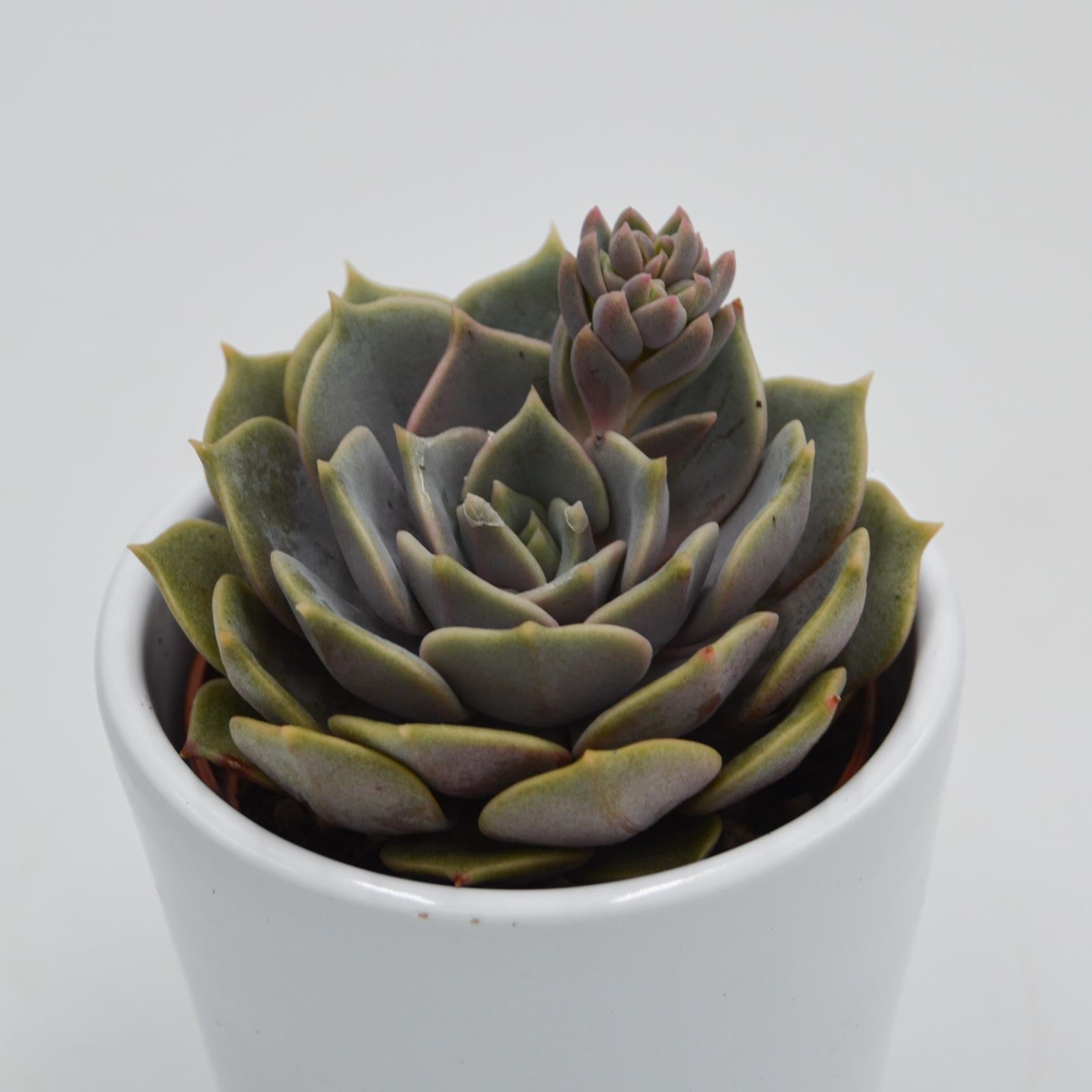pasiora-echeveria-zestar-sukkulente-6cm-topf image 2