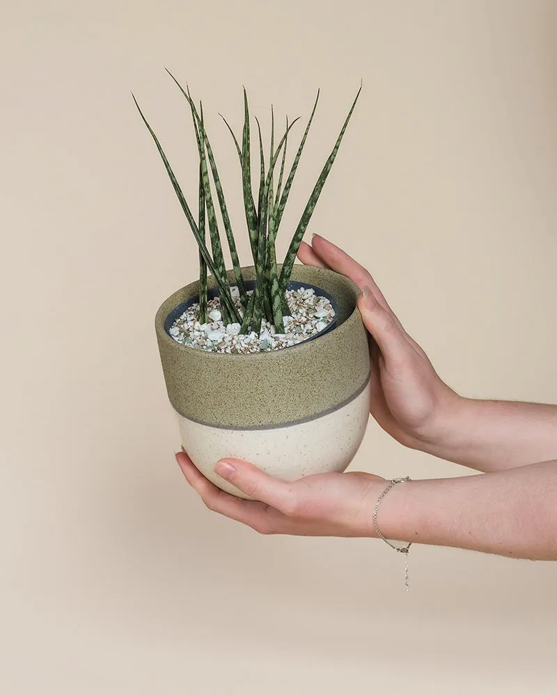 feey-sansevieria-mikado-bogenhanf image 1