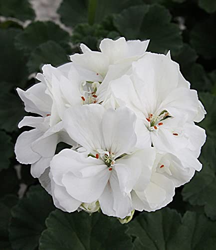 baldur-garten-balkon-geranie-moonlight-sailing-3-pflanzen-pelargonium-zonale image 6