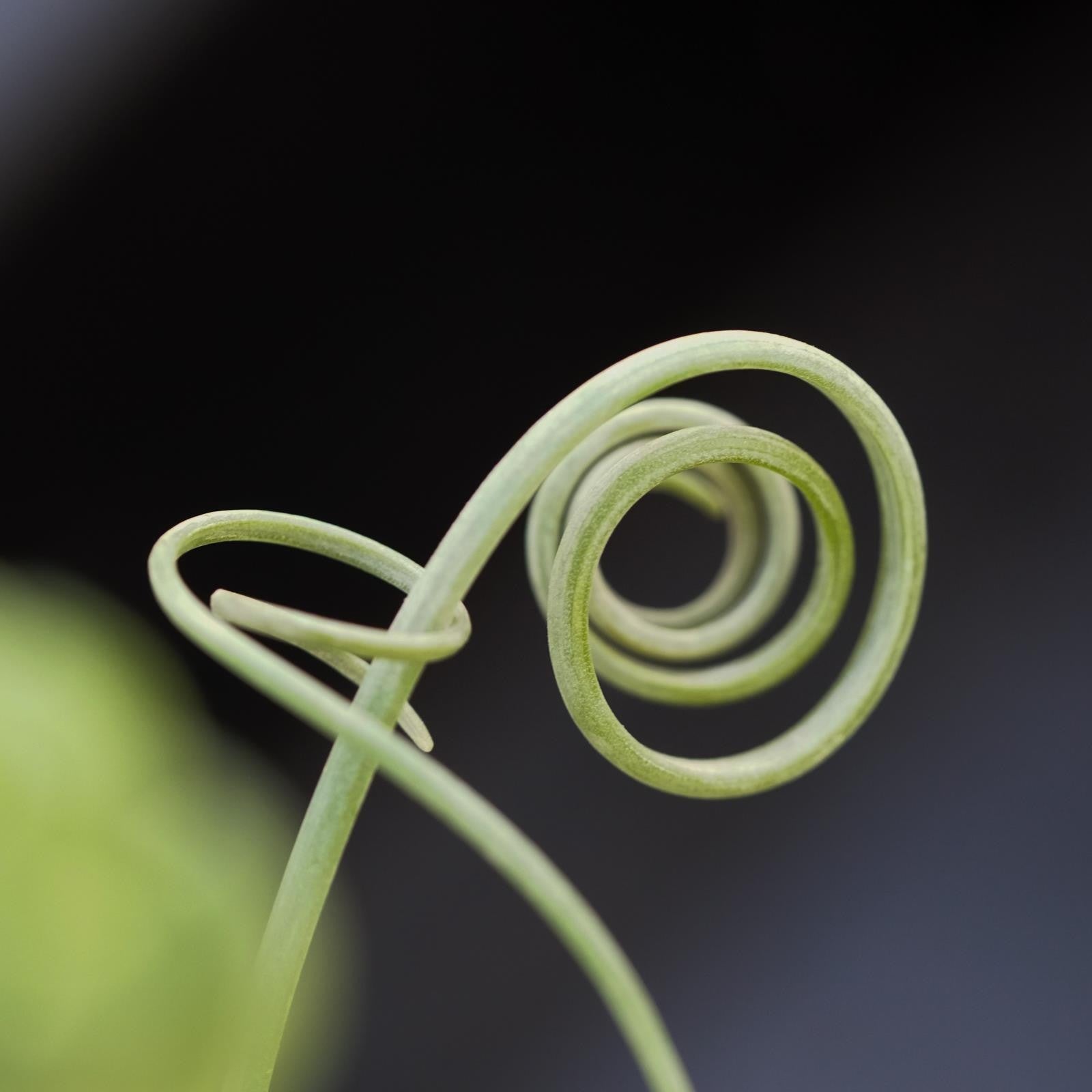 pasiora-albuca-spiralis-frizzle-sizzle-sukkulente-10-5-cm image 6