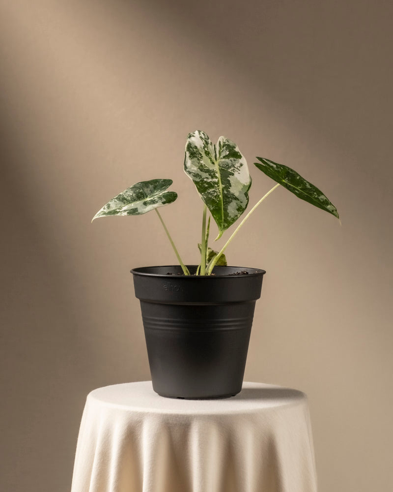 feey-alocasia-micholitziana-frydek-variegata-rarit-t-elefantenohr image 3