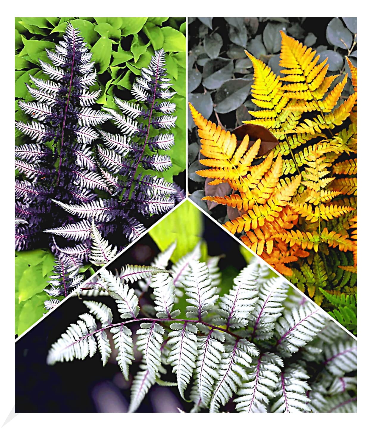 baldur-garten-winterharte-japanische-farnpflanzen-mix-3er-set-9x9-cm image 1
