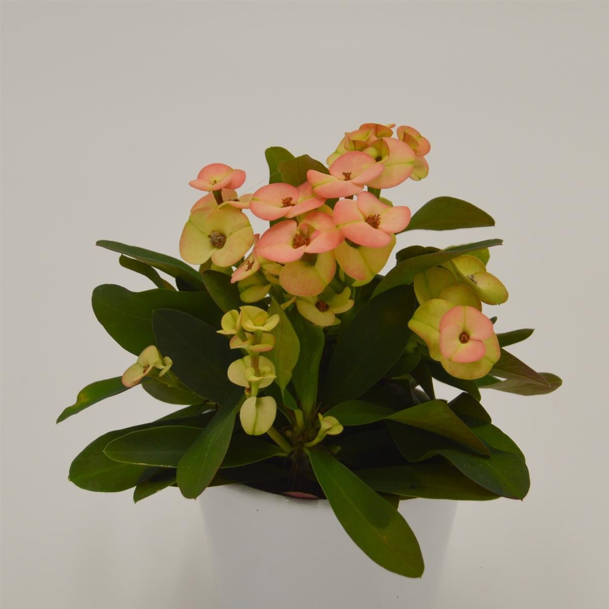 pasiora-euphorbia-milii-hera-gelb-orange-6-cm image 2