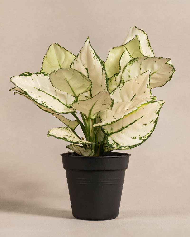feey-aglaonema-kiwi-kolbenfaden-klein image 3