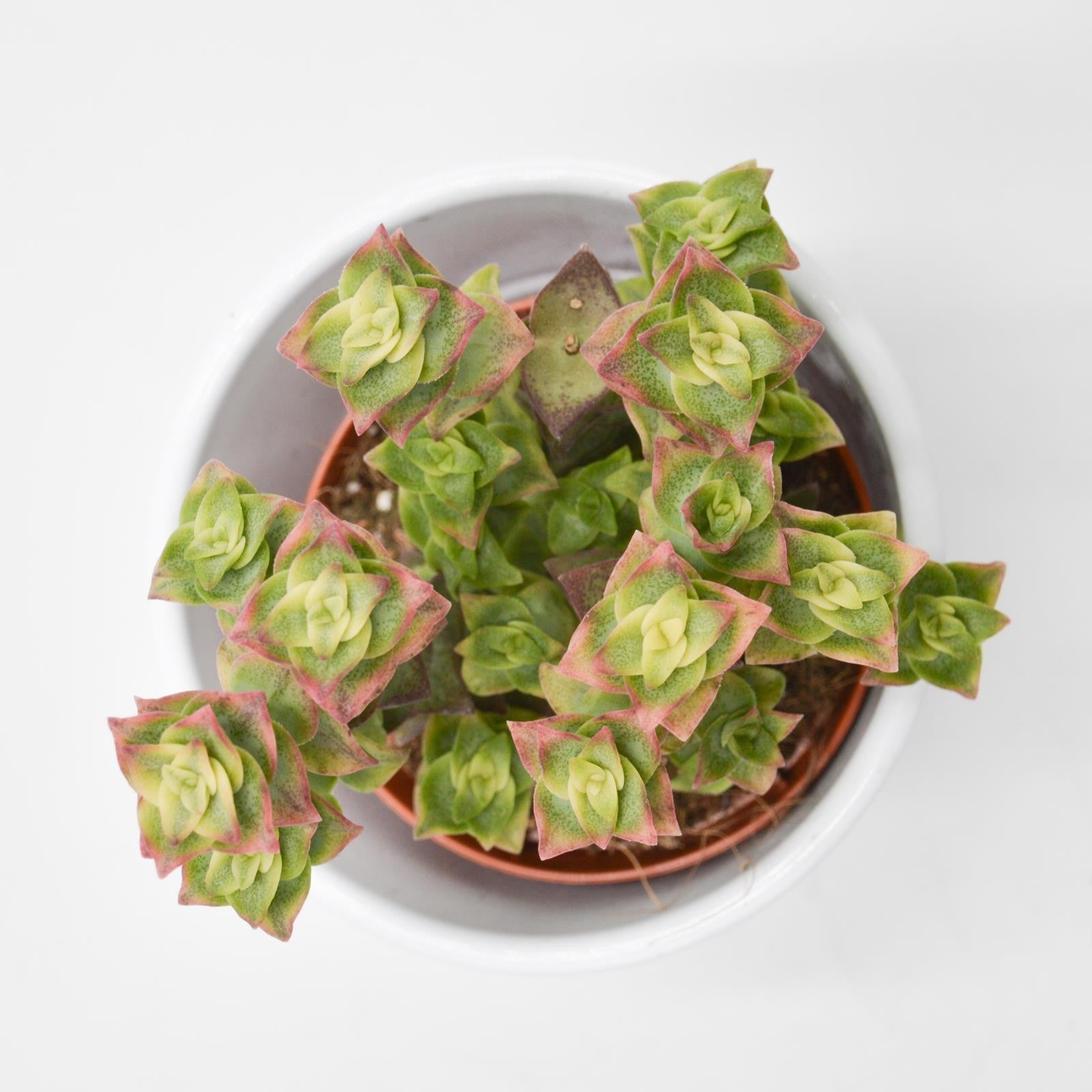 pasiora-crassula-perforata-variegata-sukkulente-8-5cm-topf image 2