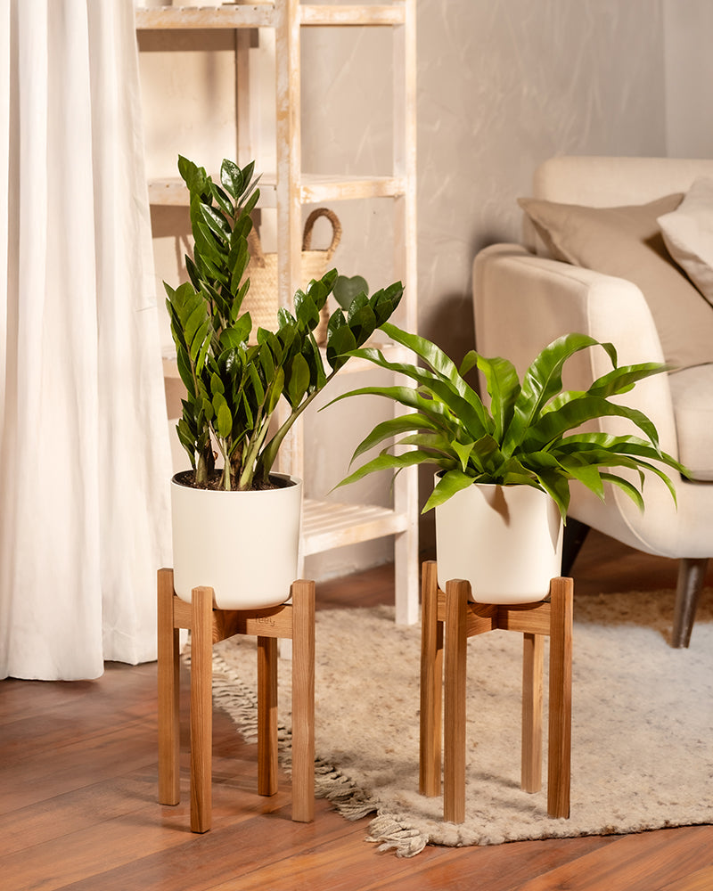 feey-gl-cksfeder-zamioculcas-zamiifolia-pflegeleichte-zimmerpflanze image 5