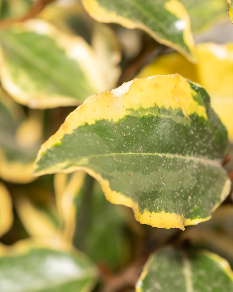 feey-buntbl-ttrige-lweide-elaeagnus-x-ebbingei-viveleg-1-2-m image 2