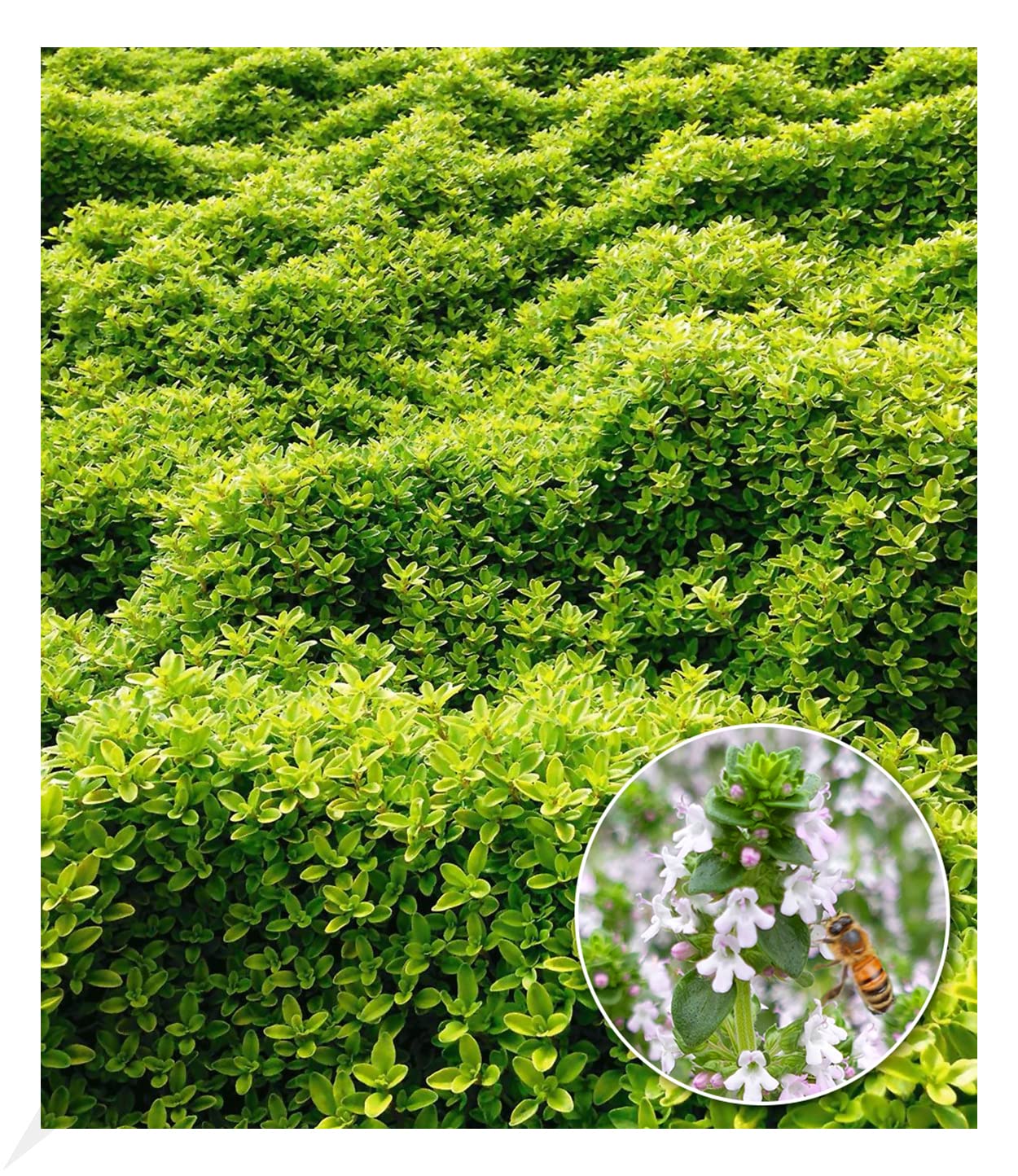 baldur-garten-zitronenthymian-3x-bodendecker-im-9x9-cm-topf image 4