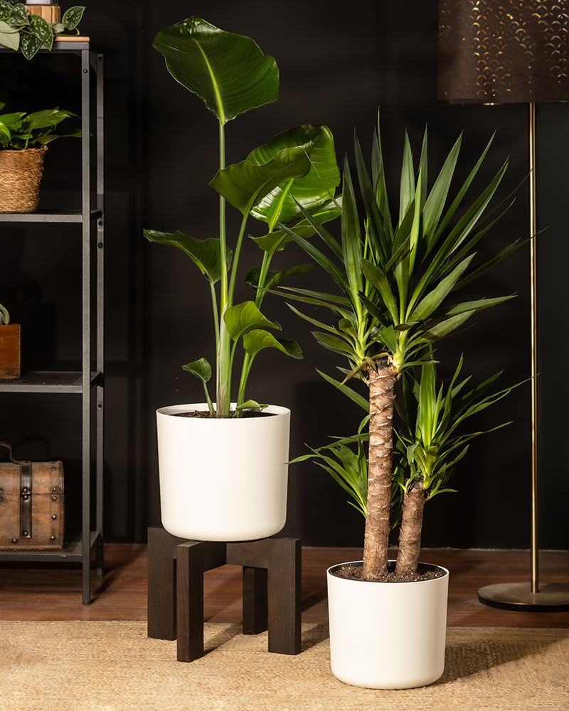 feey-gro-e-yucca-elephantipes-yucca-palme-xl-im-30-cm-topf image 4