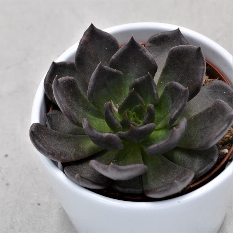 pasiora-echeveria-echoc-echeverie-rosette-10-5cm image 1