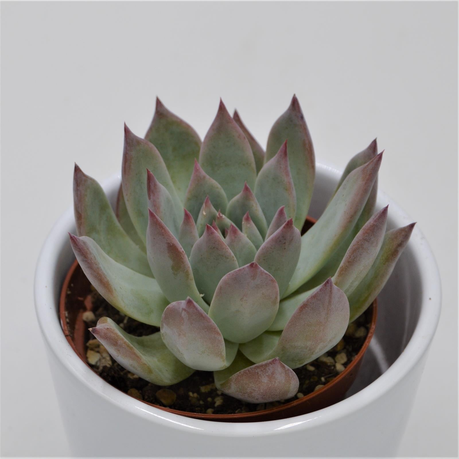 pasiora-echeveria-colorata-f-brandtii-echeverie-9cm image 1