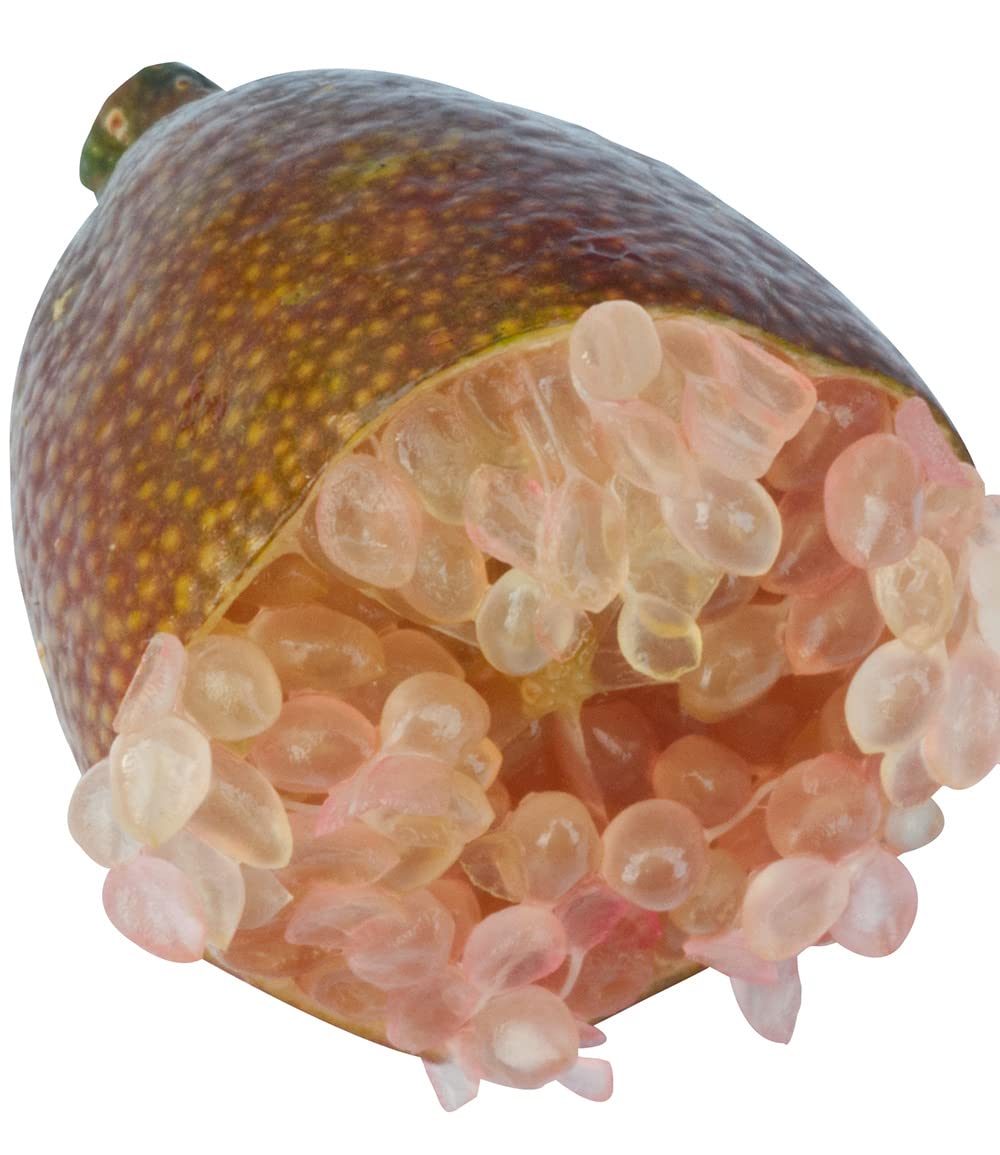 baldur-garten-kaviar-limette-exotische-zitruspflanze-im-12-cm-topf image 6