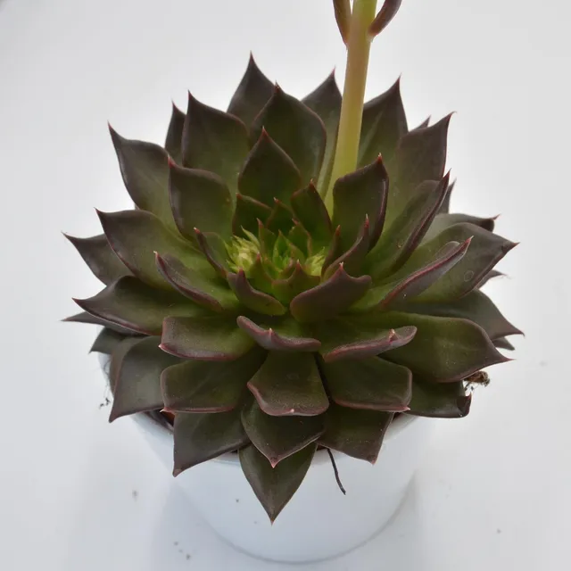 pasiora-echeveria-black-river-hybrid-12cm image 1