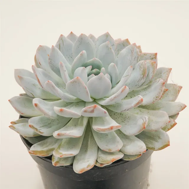 pasiora-echeveria-laurince-x-laui-xl-rarit-t-einzelst-ck image 1