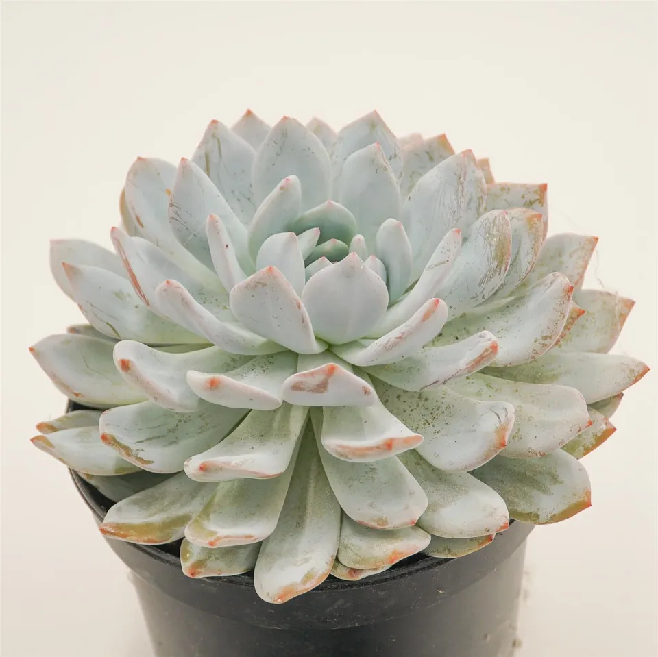 pasiora-echeveria-laurince-x-laui-xl-rarit-t-einzelst-ck image 1