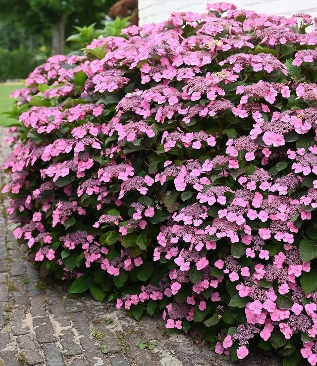 baldur-garten-hortensie-pink-lace-13-cm-topf image 1