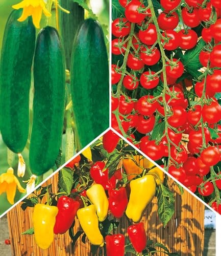 baldur-garten-4er-snack-gem-se-kollektion-gurke-tomate-paprika-10-5-cm-topf image 7