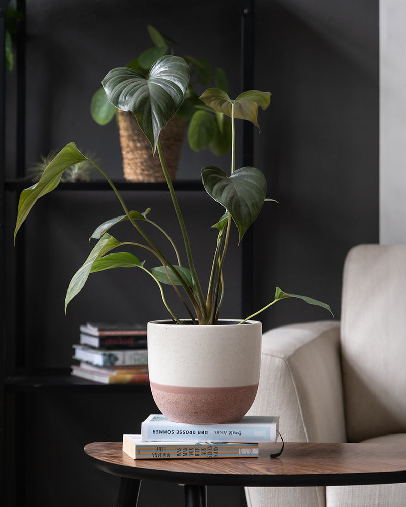 feey-homalomena-rubescens-black-zimmerpflanze-im-topf image 4