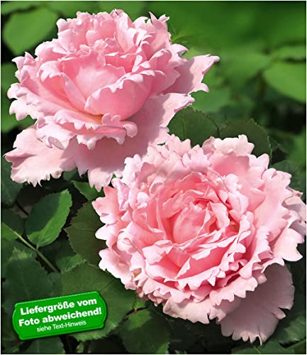 baldur-garten-parfum-rose-sophie-rochas-wurzelnackt-a-qualit-t image 4