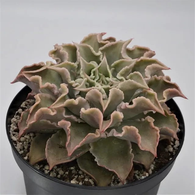 pasiora-echeveria-madiba-echeverie-18cm image 1
