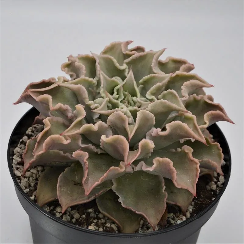 pasiora-echeveria-madiba-echeverie-18cm image 1