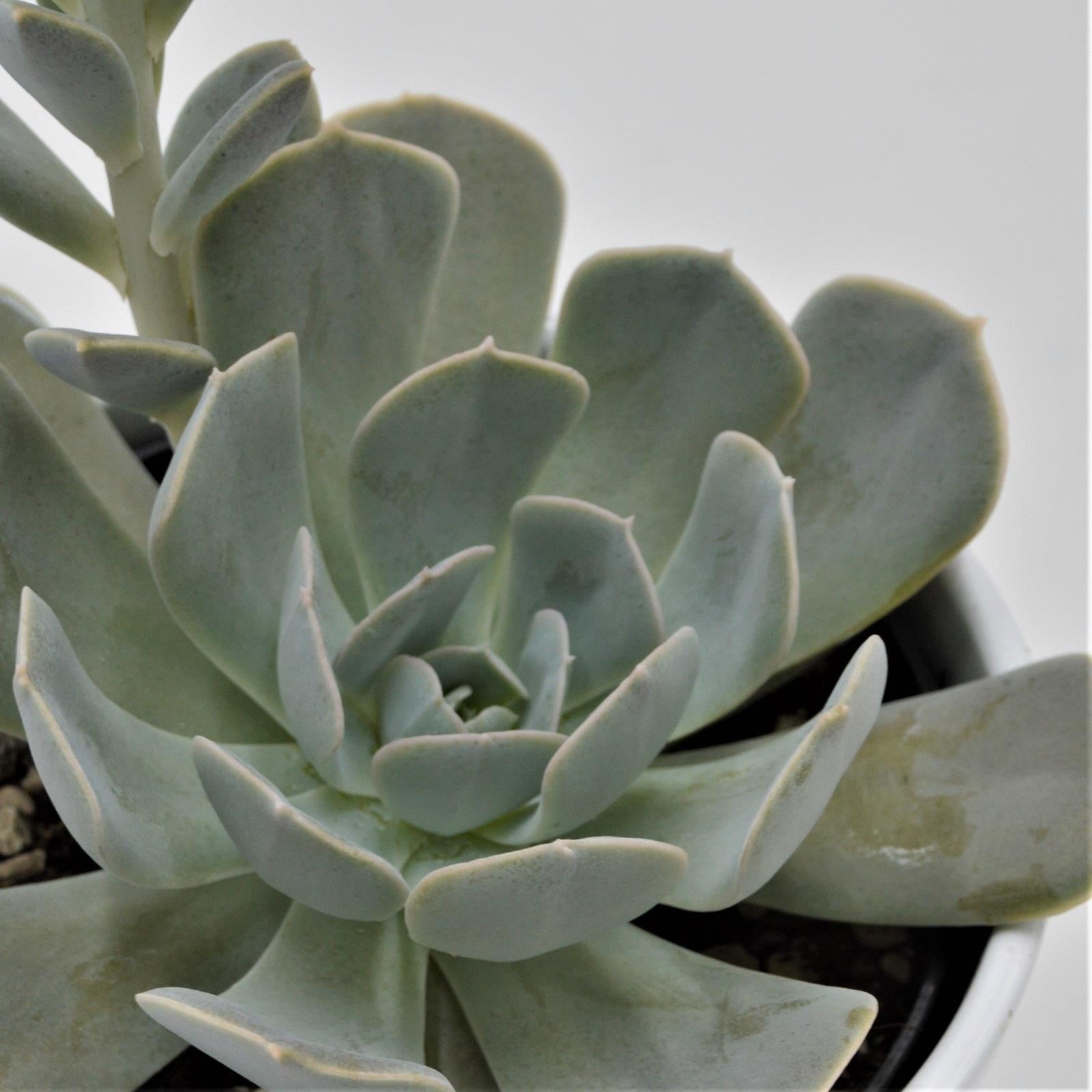 pasiora-echeveria-runyonii-sukkulente-15cm image 2