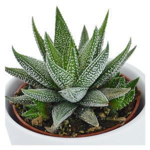 pasiora-haworthia-3er-sukkulenten-mix image 7