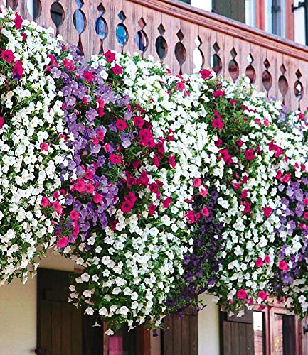 baldur-garten-h-nge-petunien-alpetunia-kollektion-9-pflanzen image 8