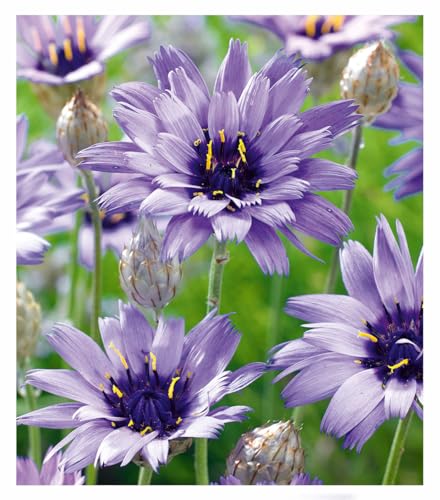 baldur-garten-3x-blaue-rasselblume-catananche-im-9x9-cm-topf image 3