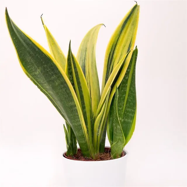 pasiora-sansevieria-golden-flame-bogenhanf-12cm-topf image 1