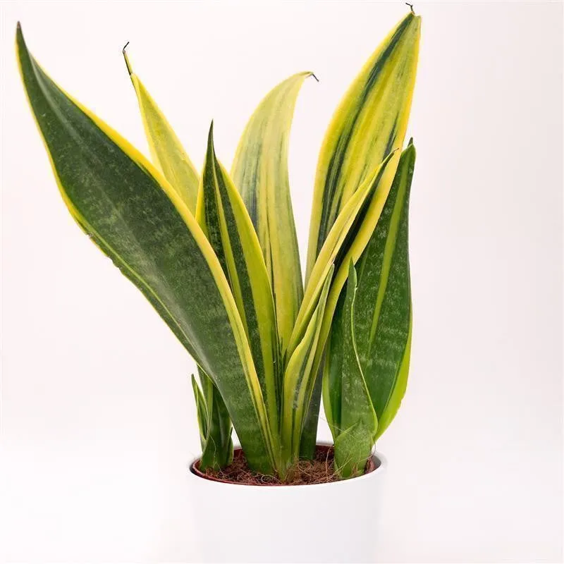 pasiora-sansevieria-golden-flame-bogenhanf-12cm-topf image 1