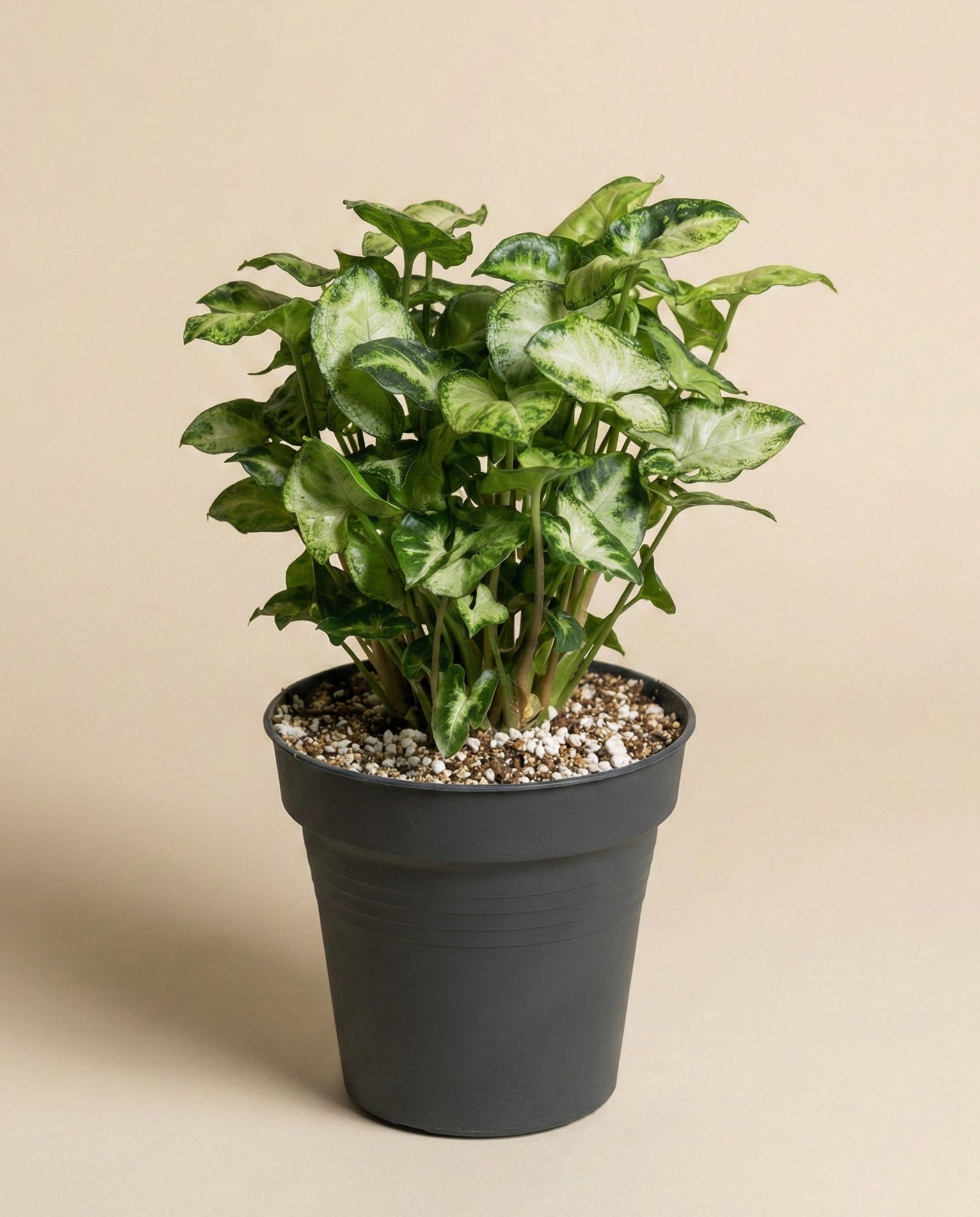 feey-syngonium-pixie-purpurtute-h-ngepflanze image 3