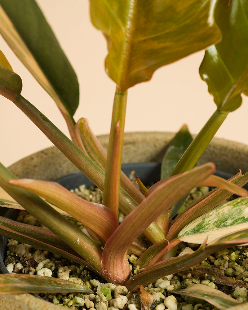 feey-philodendron-caramel-marble-rarit-t-zimmerpflanze image 7