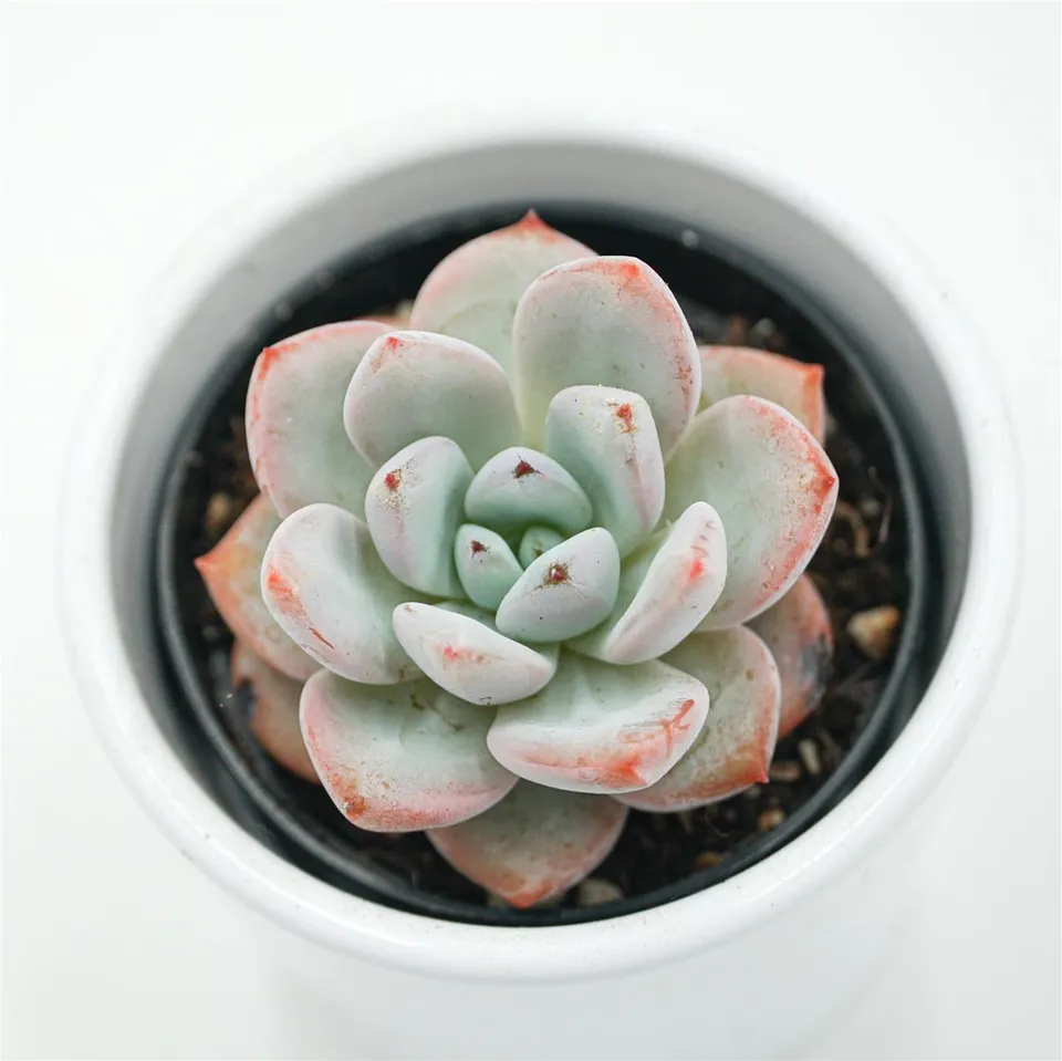 pasiora-echeveria-snow-scene-sukkulente-6-cm-topf image 1
