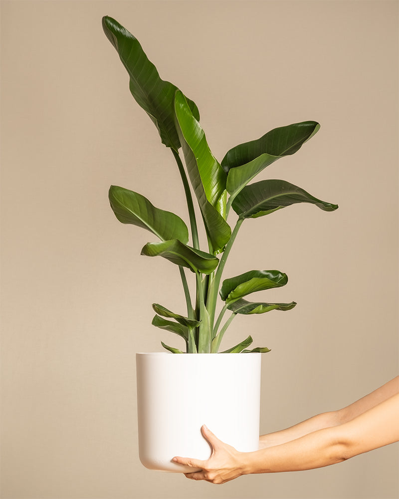 feey-strelitzie-xl-zimmerpflanze-gro-strelitzia-nicolai image 1