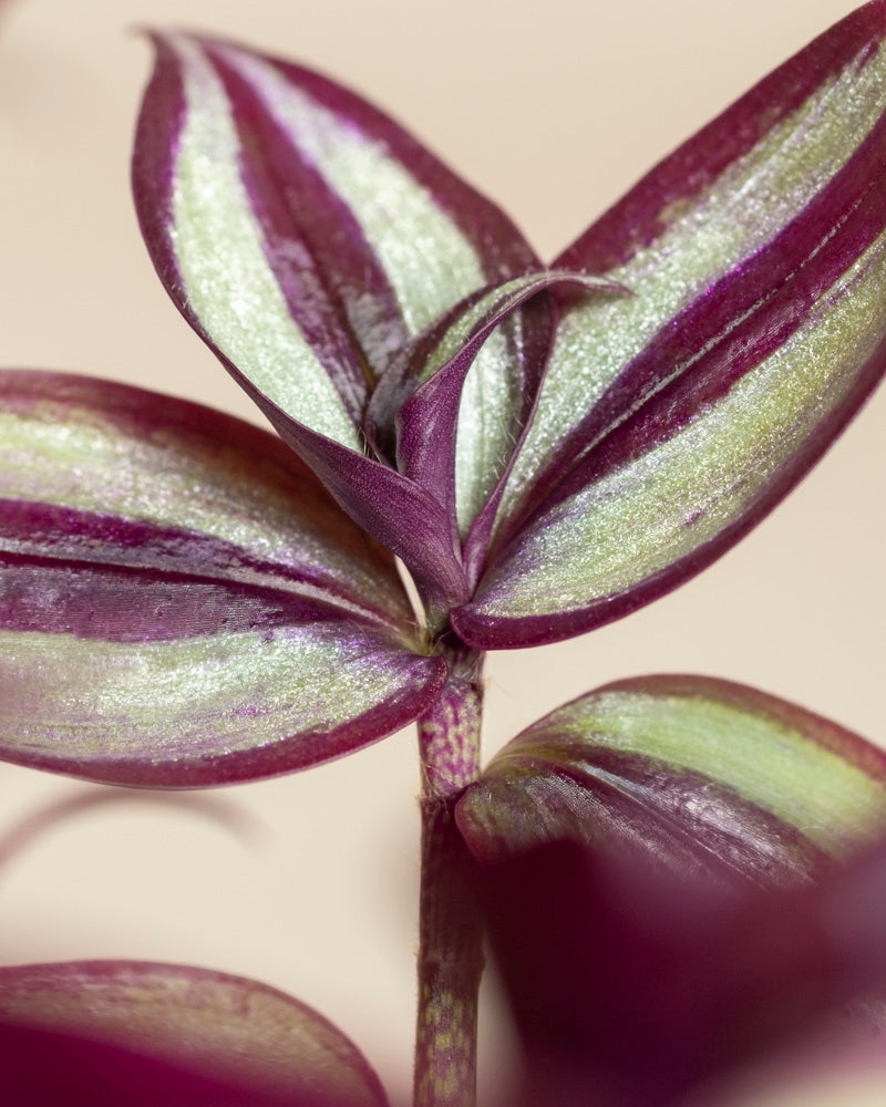 feey-tradescantia-zebrina-dreimasterblume-zimmerpflanze image 2