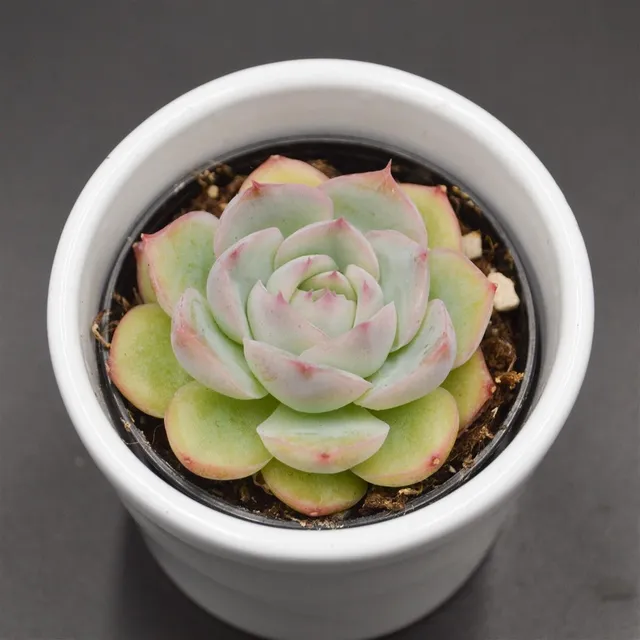 pasiora-echeveria-wrath-echeverie-sukkulente-6cm image 1