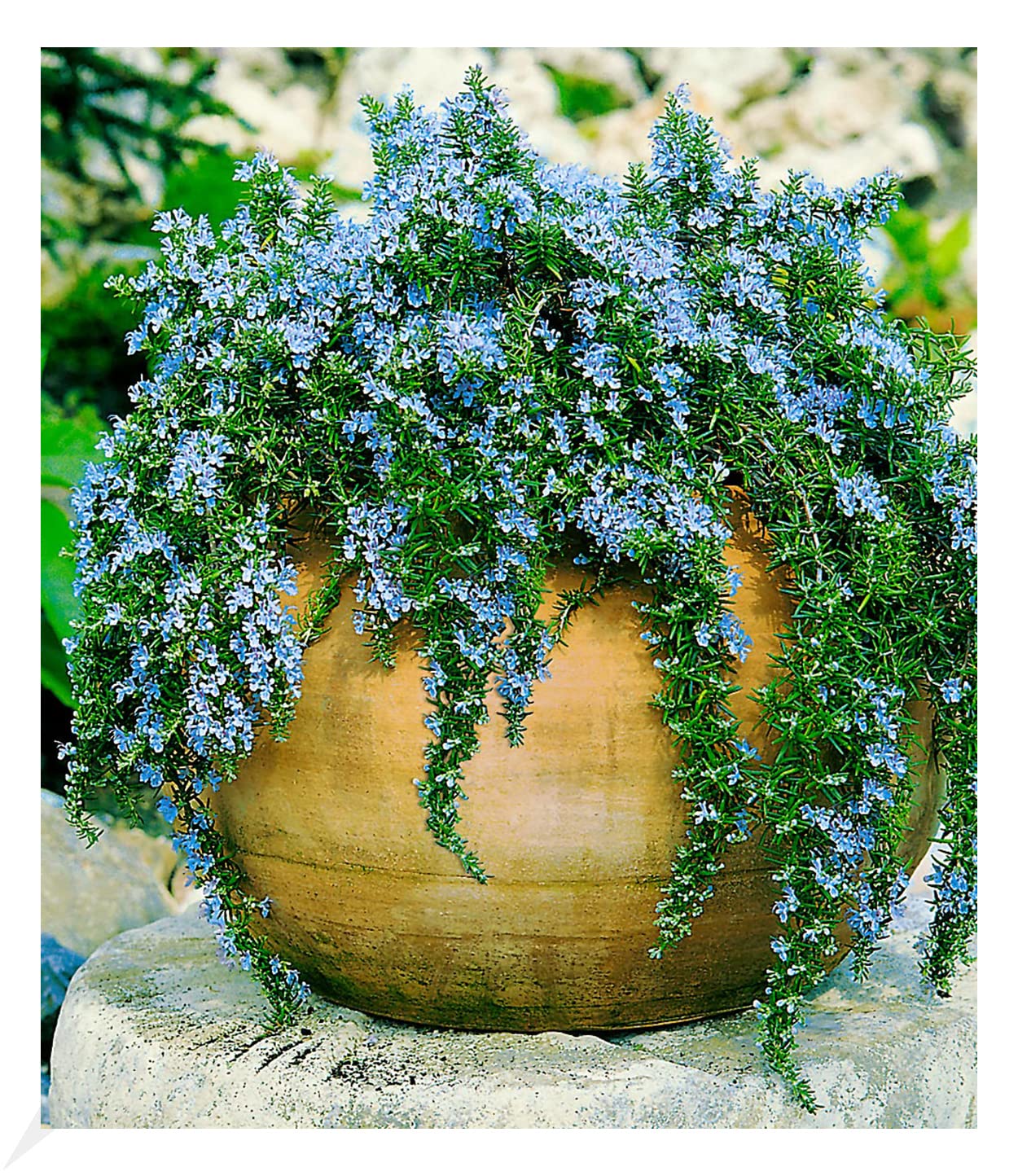 baldur-garten-h-nge-rosmarin-capri-3x-im-9x9-cm-topf image 1