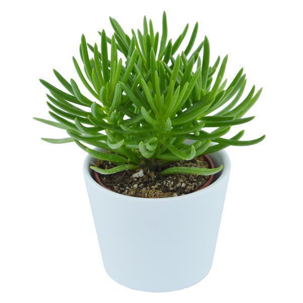 pasiora-senecio-barbertonicus-himalaya-greiskraut-im-6cm-topf image 3