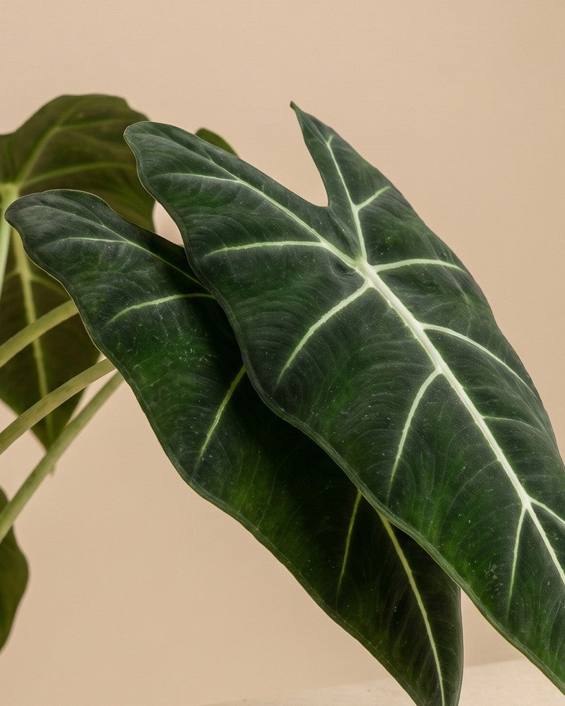 feey-alocasia-frydek-zimmerpflanze image 4
