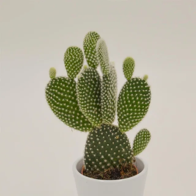 pasiora-opuntia-microdasys-albata-kaktus-6cm-topf image 1