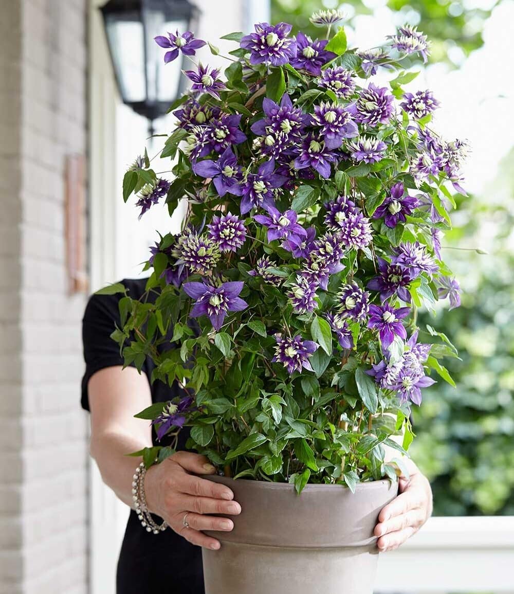 baldur-garten-2x-clematis-taiga-rarit-t-kletterpflanze-im-11-cm-topf image 4