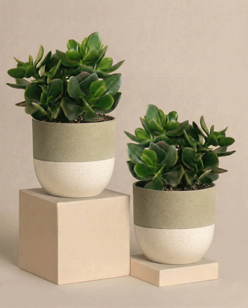 feey-geldbaum-duo-2x-crassula-ovata image 5