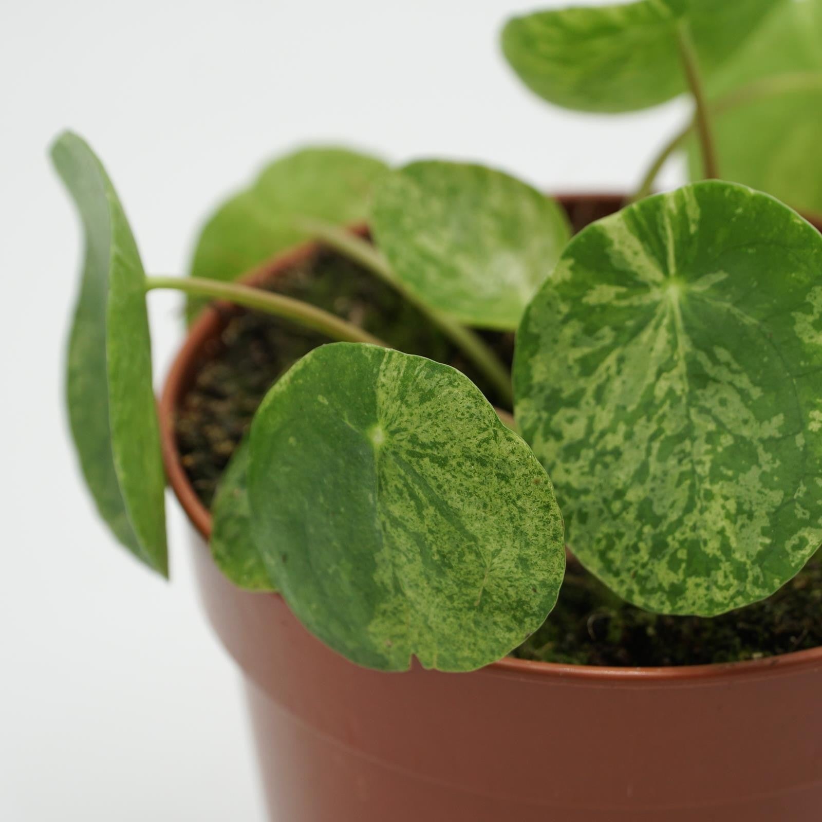 pasiora-pilea-peperomioides-mojito-chinesischer-geldbaum-13cm-topf image 3