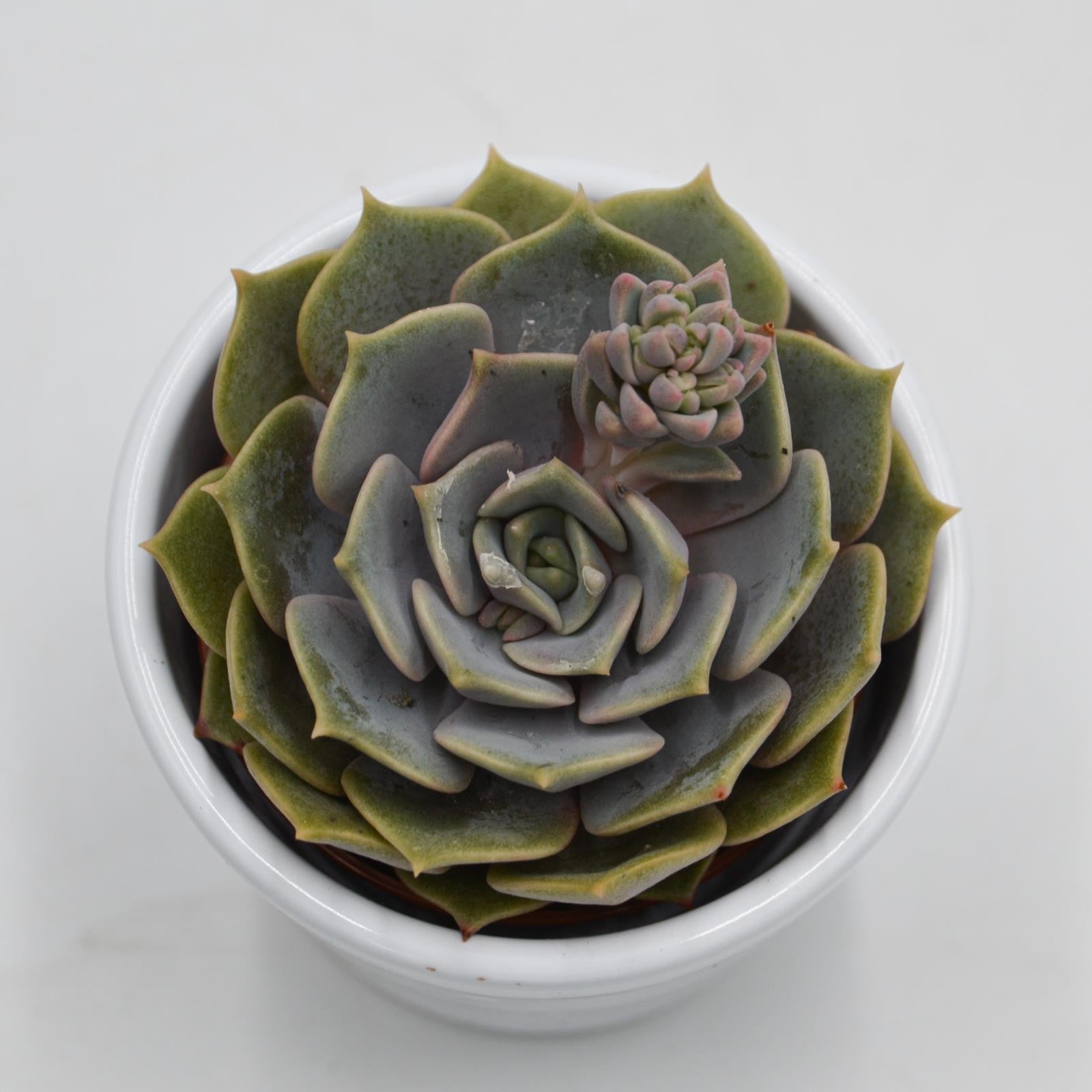pasiora-echeveria-zestar-sukkulente-6cm-topf image 1