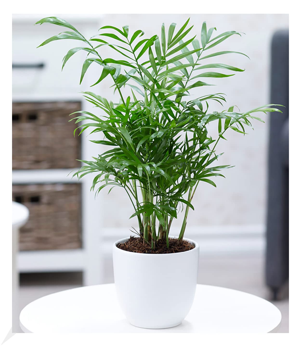 baldur-garten-areca-palme-goldfruchtpalme-60-70-cm-im-17-cm-topf image 4