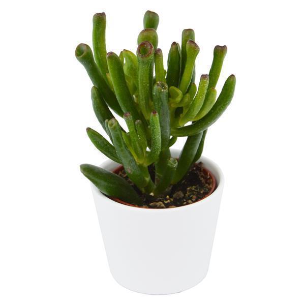 pasiora-ciao-crassula-sukkulenten-set-5-st-ck-mix image 7