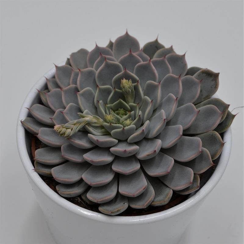 pasiora-echeveria-cuspidata-var-zaragoza-pink-10-5cm image 1