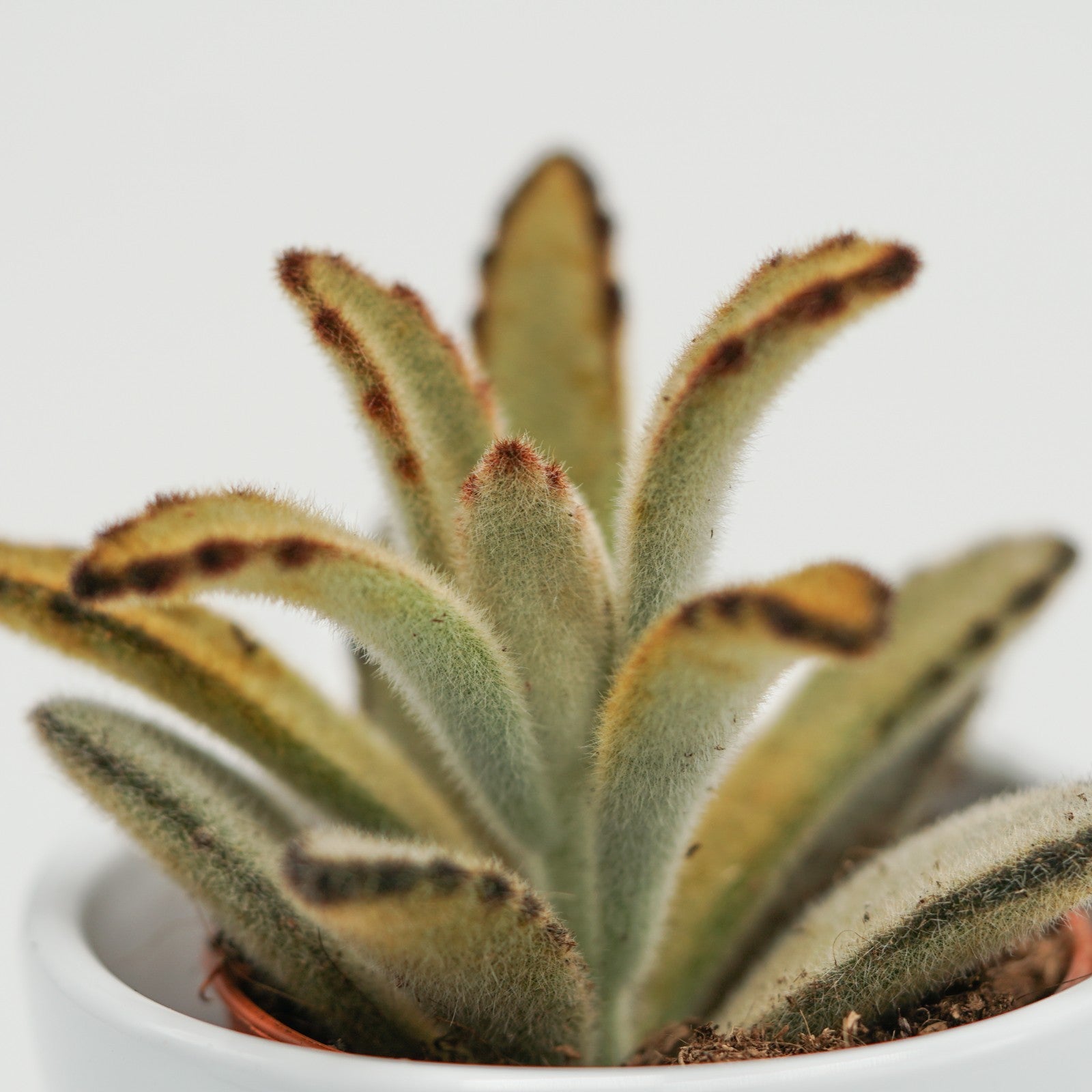 pasiora-kalanchoe-tomentosa-chocolate-soldier-sukkulente-9cm-topf image 2