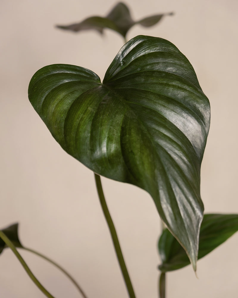 feey-homalomena-rubescens-black-zimmerpflanze-im-topf image 2